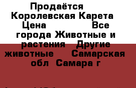 Продаётся!     Королевская Карета › Цена ­ 300 000 - Все города Животные и растения » Другие животные   . Самарская обл.,Самара г.